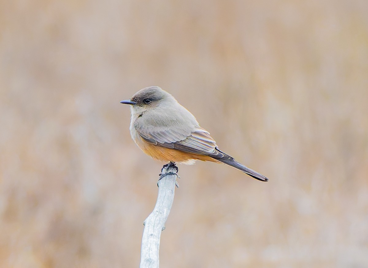 Say's Phoebe - ML631225608