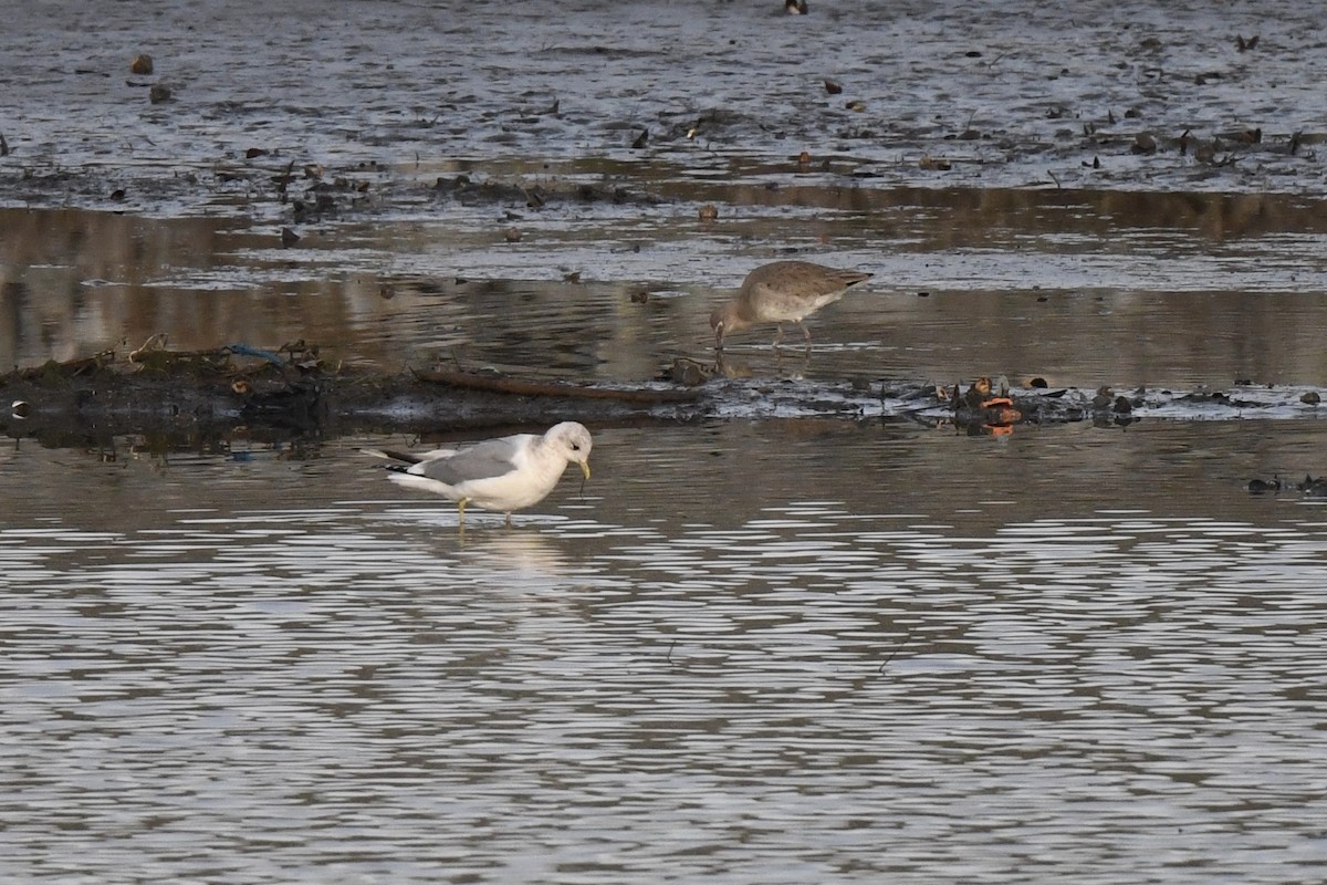 Short-billed Gull - ML631225711