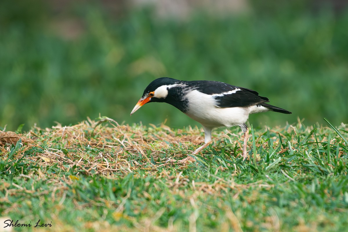 Indian Pied Starling - ML631225872
