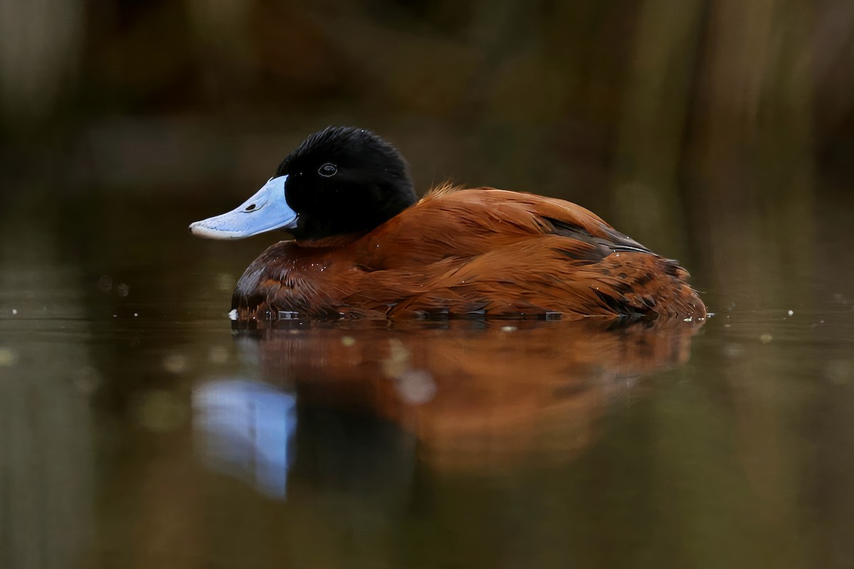 Andean Duck - Marcin Sidelnik