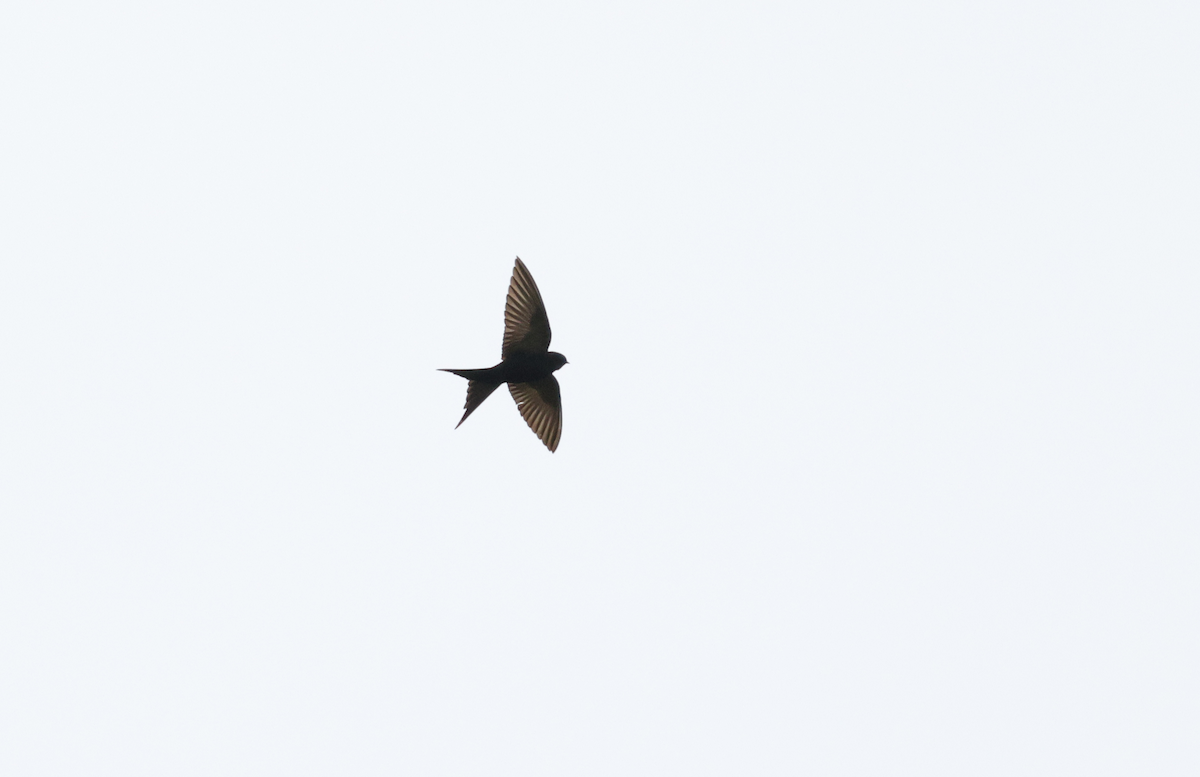Hirondelle hérissée - ML631226419