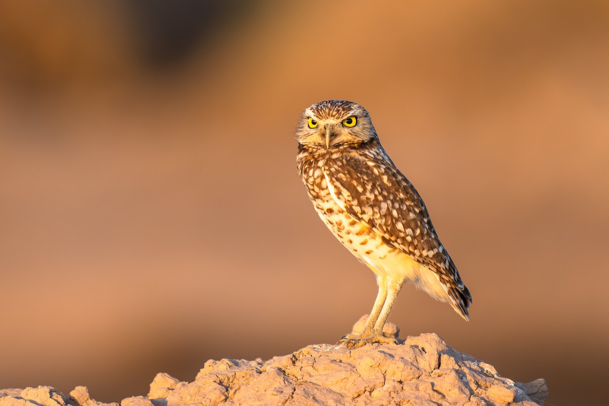 Burrowing Owl - ML631226429