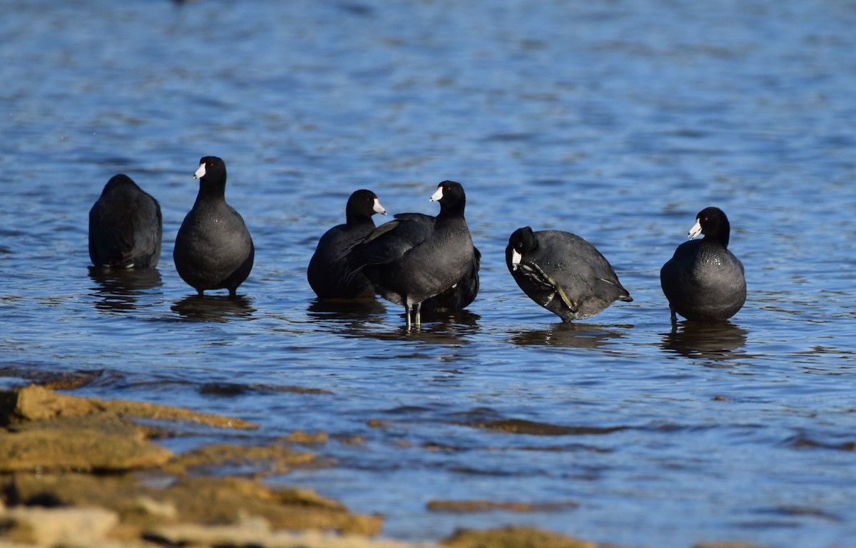 American Coot - ML631226490