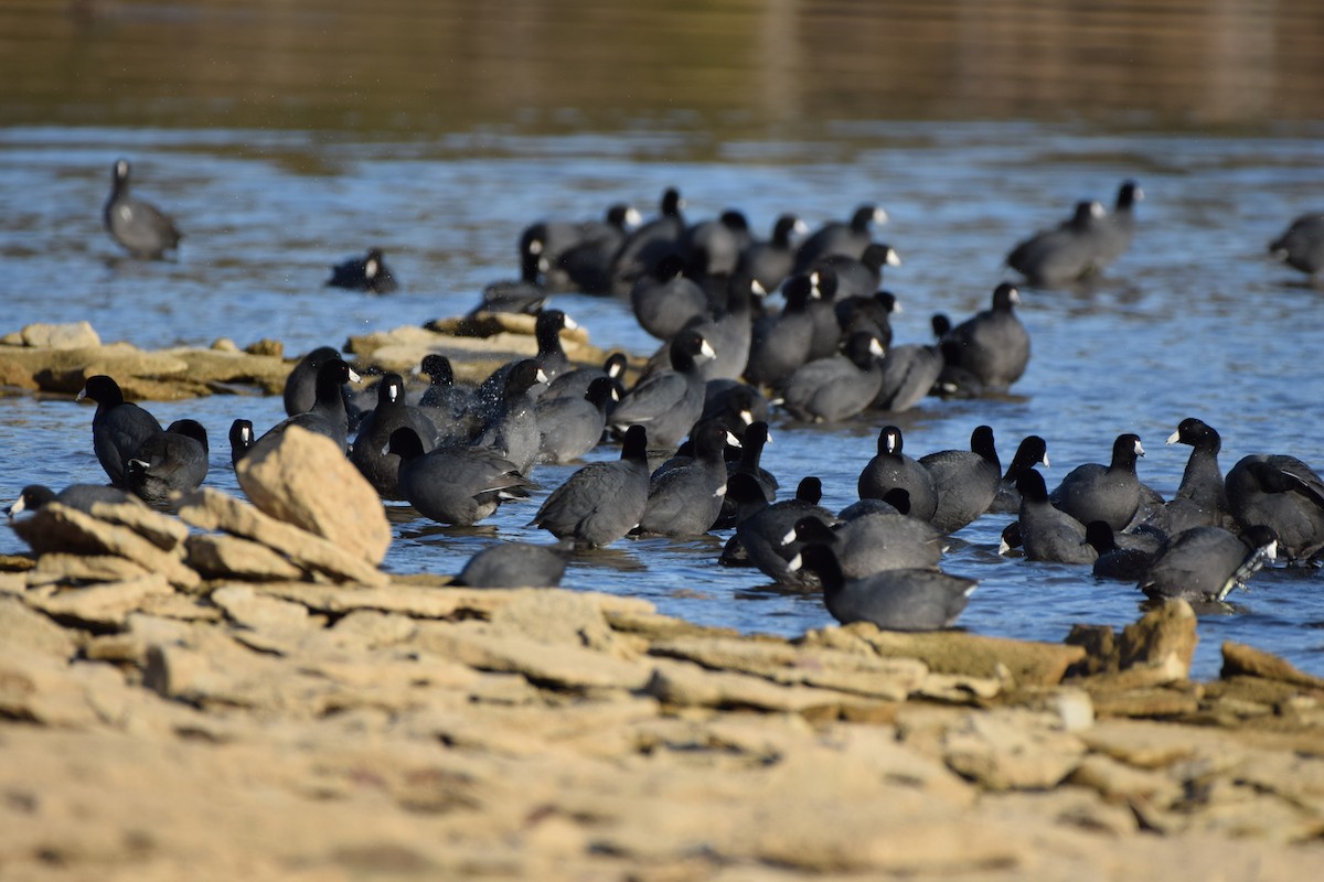 American Coot - ML631226497