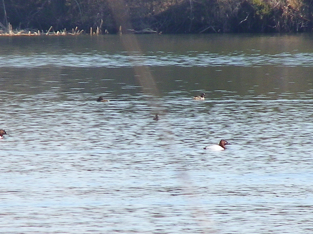 Riesentafelente - ML631226561