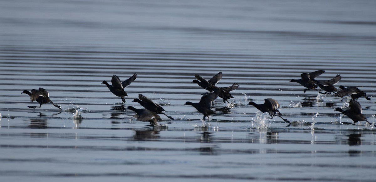 American Coot - ML631226593