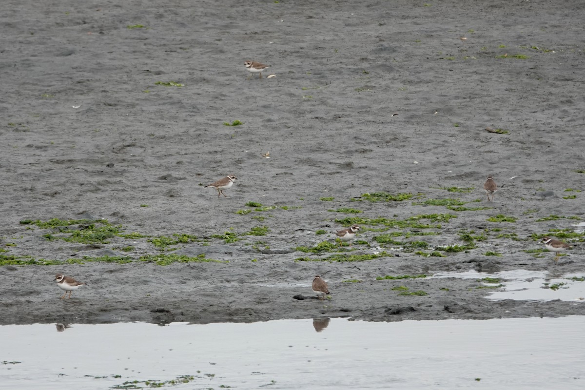 Semipalmated Plover - ML631226613