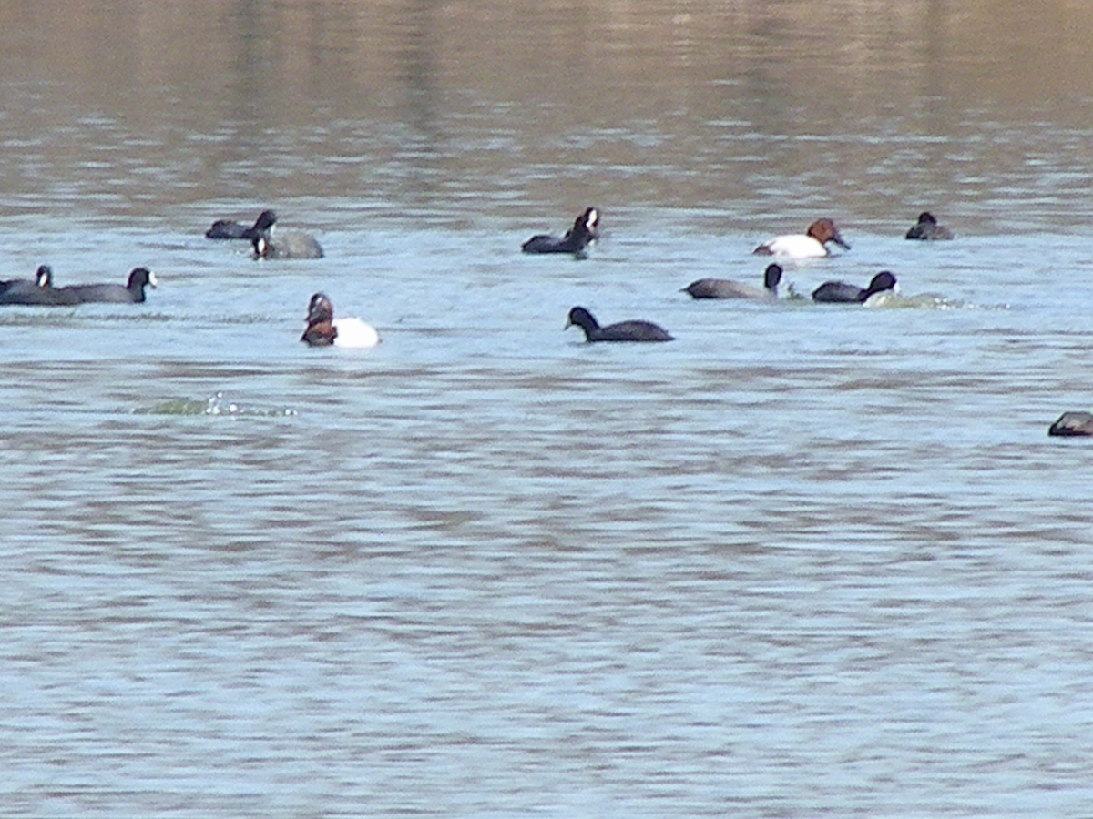 Riesentafelente - ML631226622