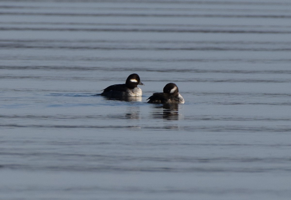Bufflehead - ML631226639