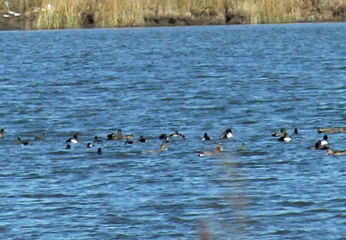 Eurasian Wigeon - ML631226729