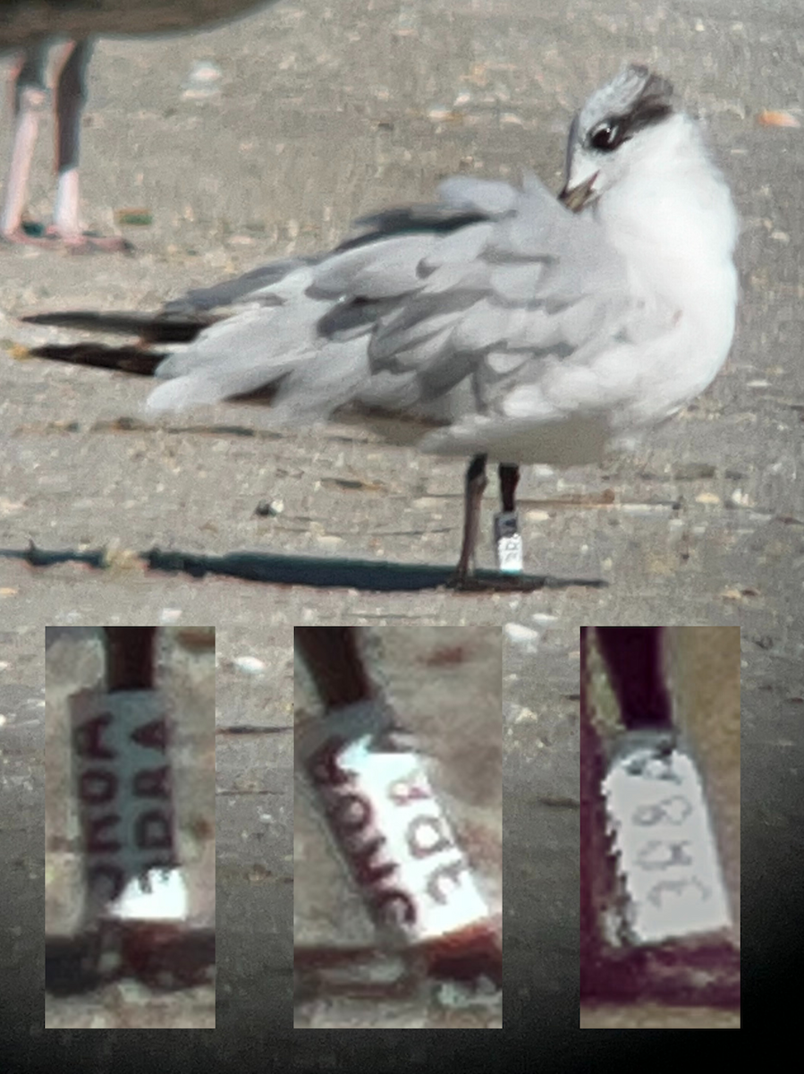 Mediterranean Gull - ML631226739