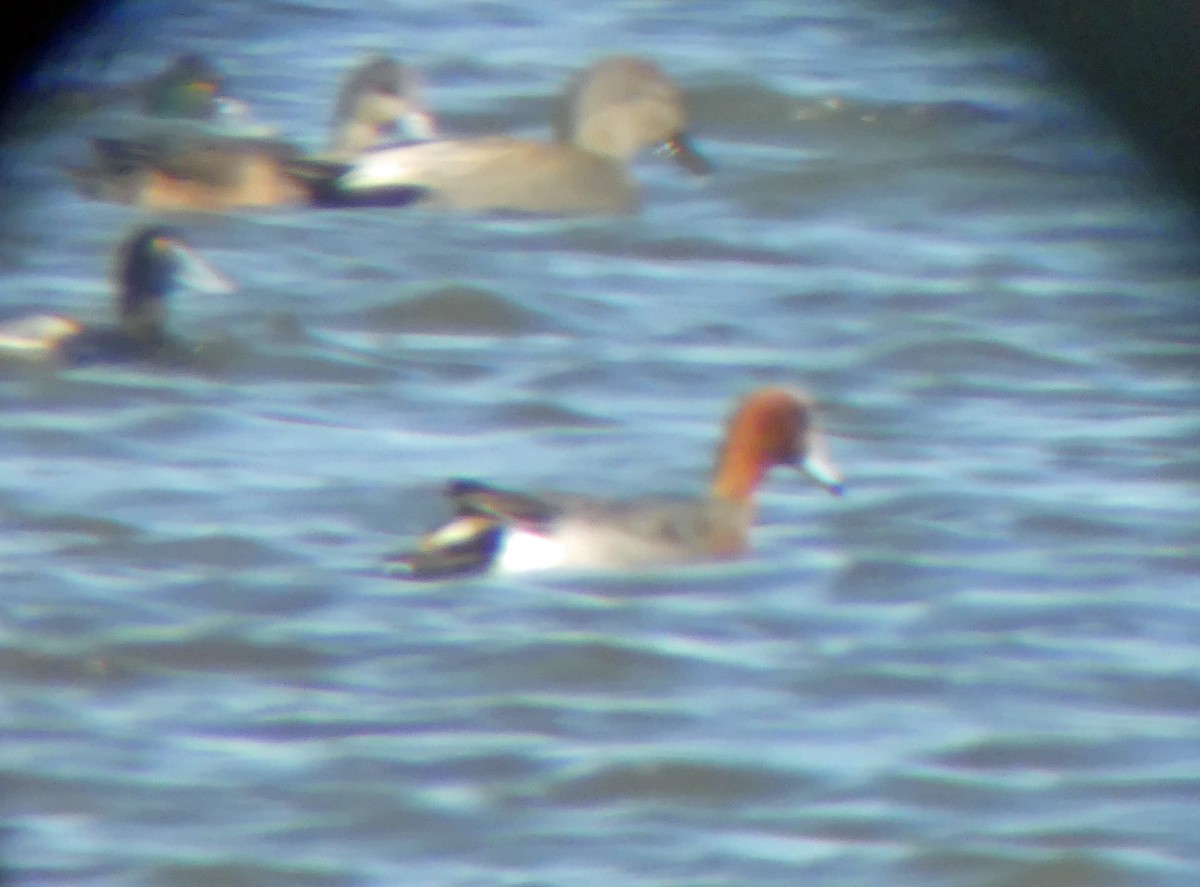 Eurasian Wigeon - ML631226747