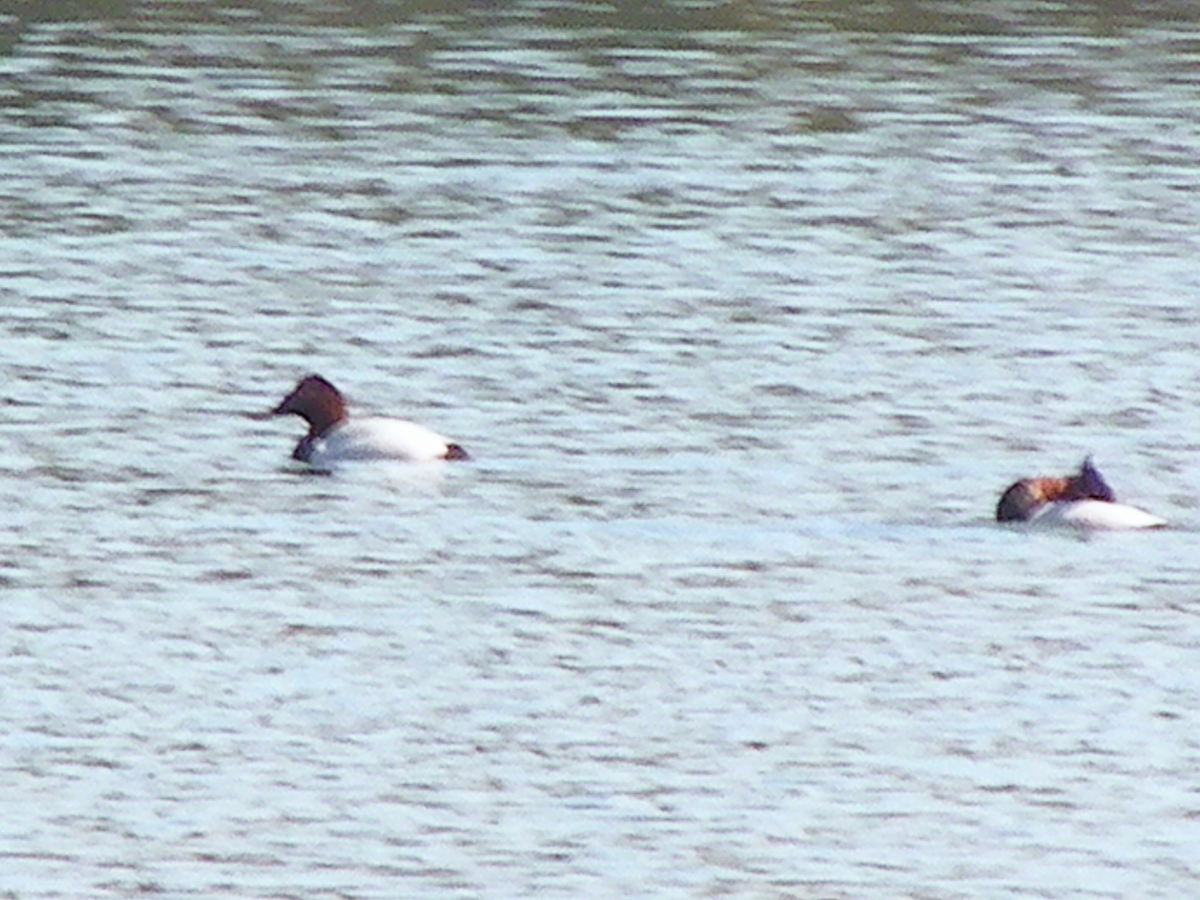 Riesentafelente - ML631226754