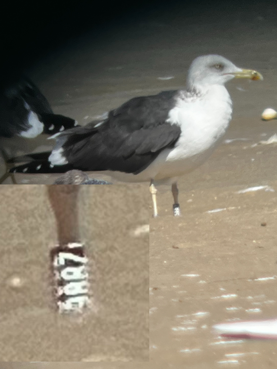 Бэсрэг цахлай - ML631226760