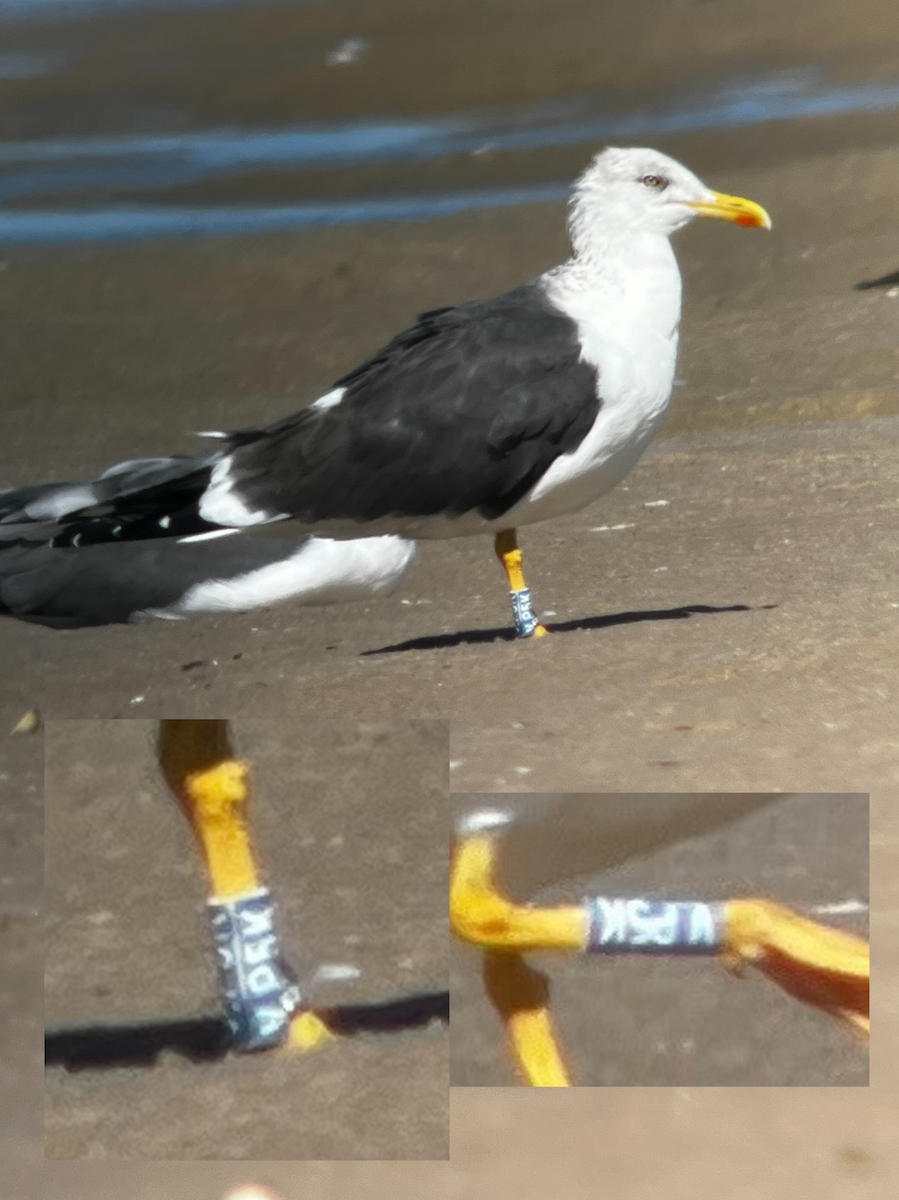 Бэсрэг цахлай - ML631226761