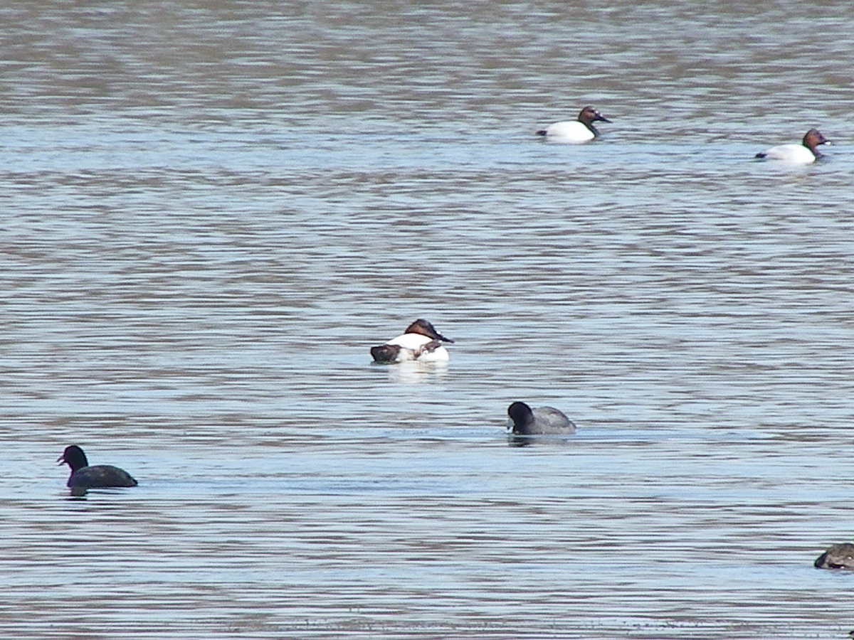 Riesentafelente - ML631226769