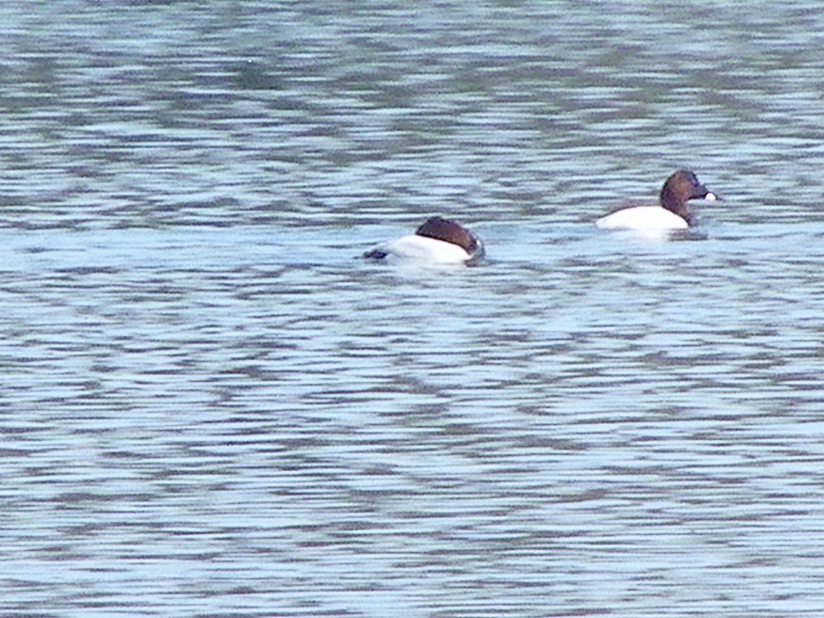 Riesentafelente - ML631226789