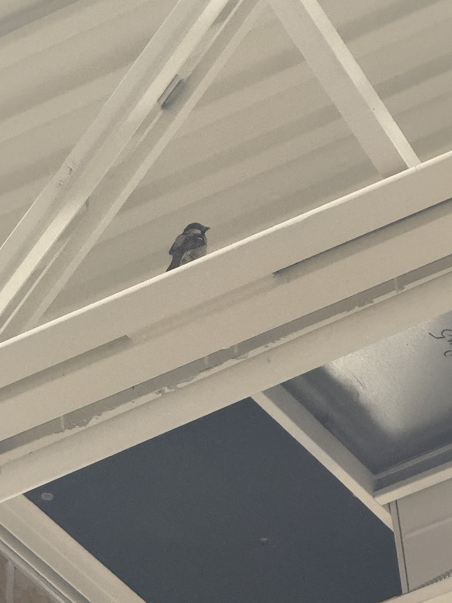 House Sparrow - ML631226975