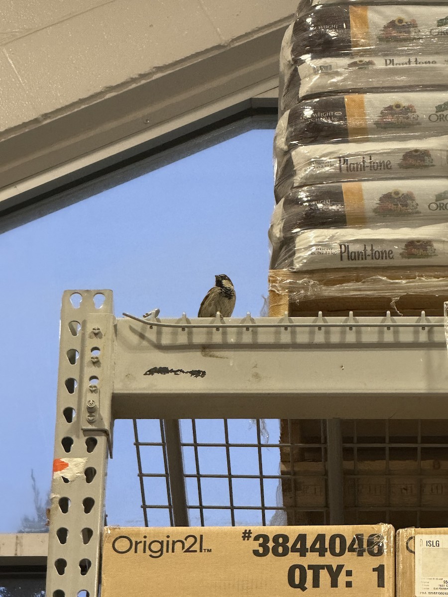 House Sparrow - ML631226976