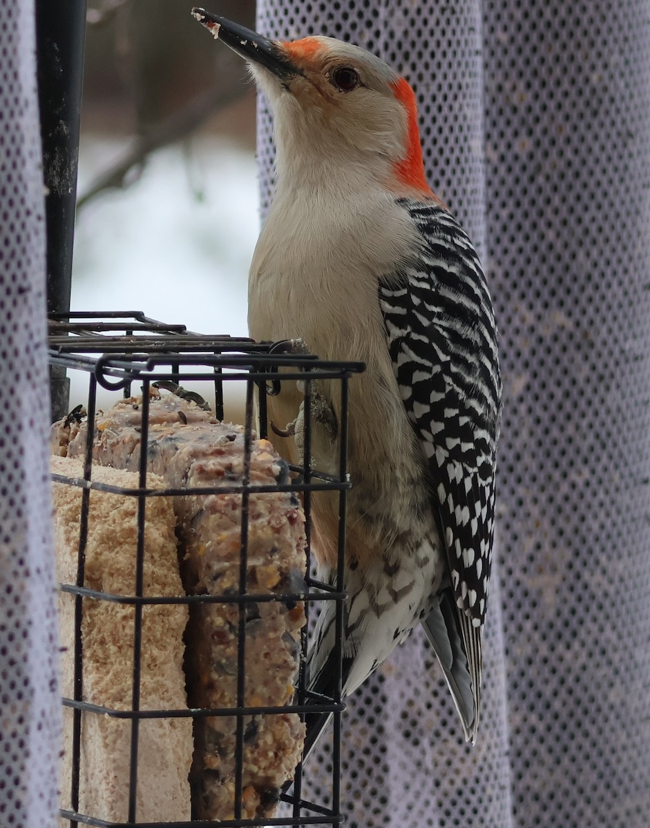 Red-bellied Woodpecker - ML631227091