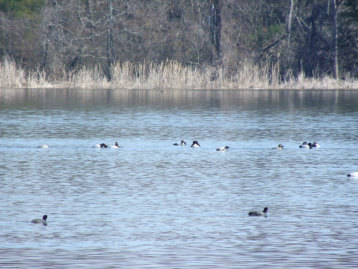 Canvasback - ML631227787