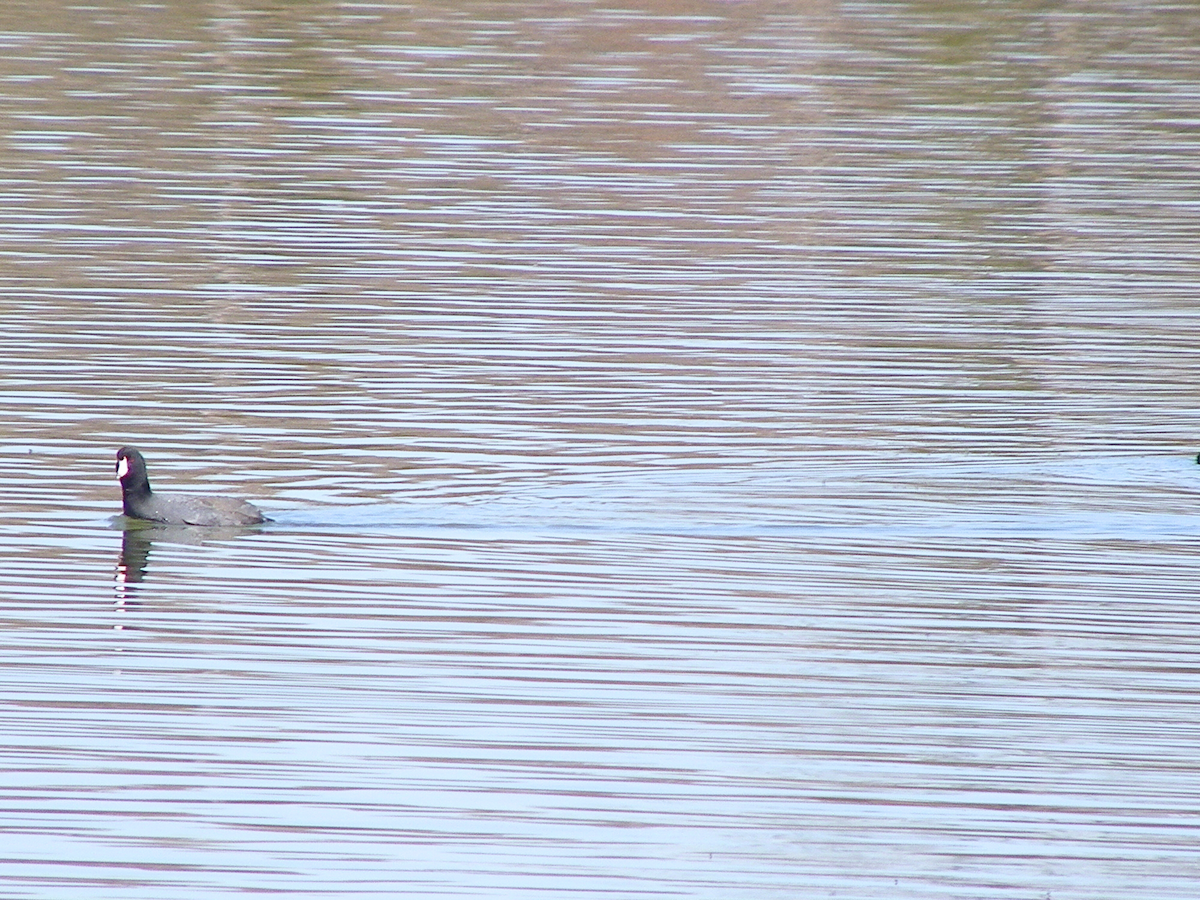 American Coot - ML631227973