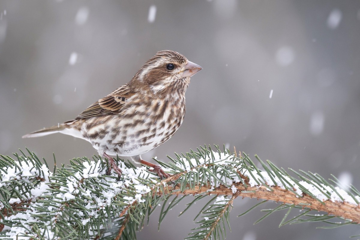 Purple Finch - ML631228020
