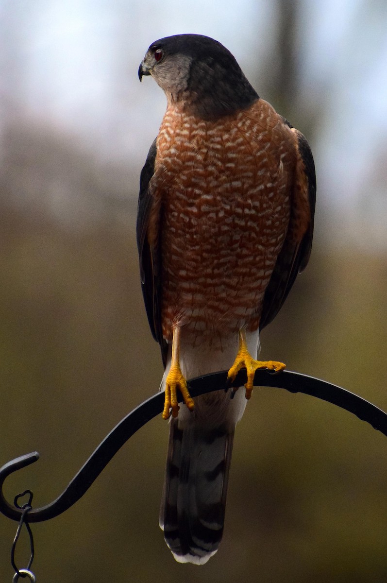 Cooper's Hawk - ML631228058