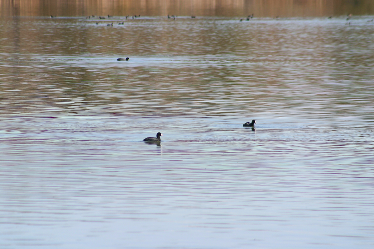 American Coot - ML631228071