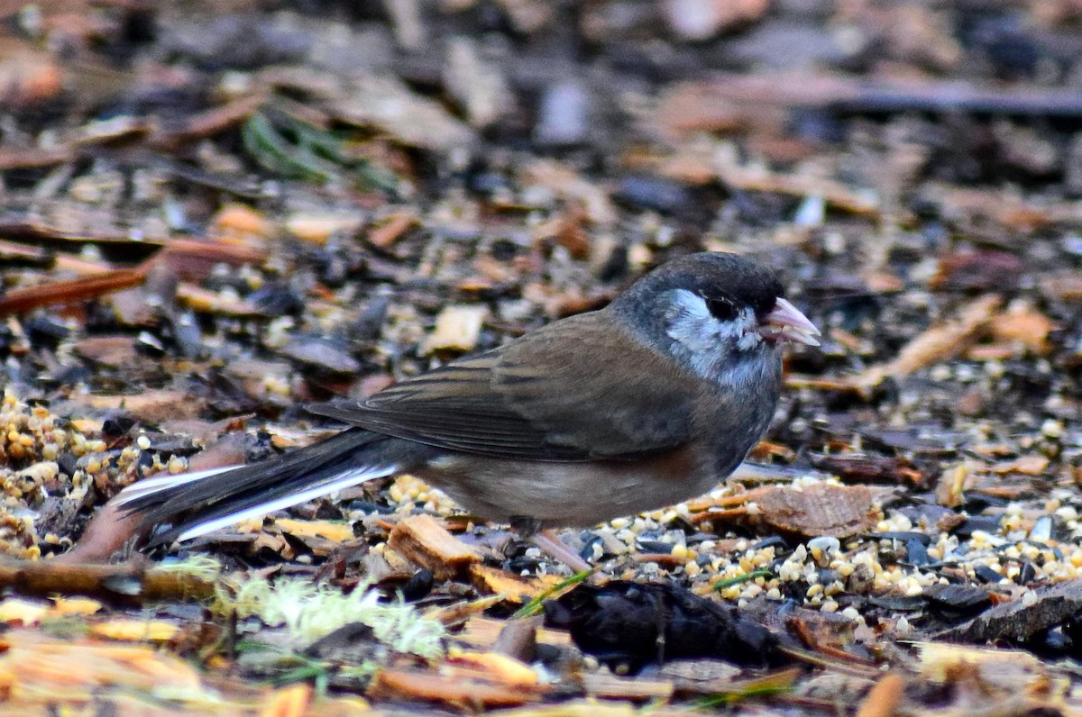 Dark-eyed Junco (Oregon) - ML631228073