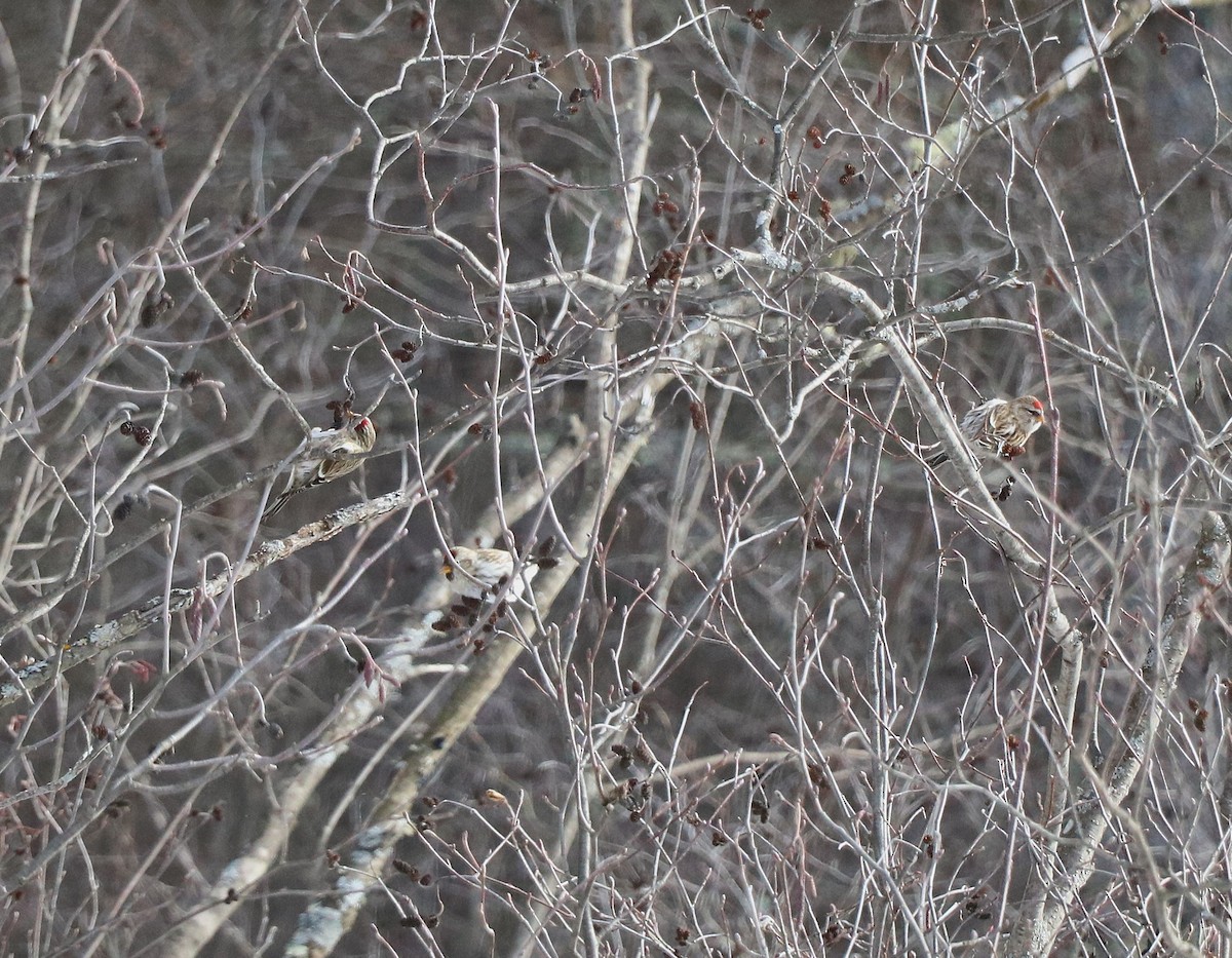 Redpoll - ML631228077