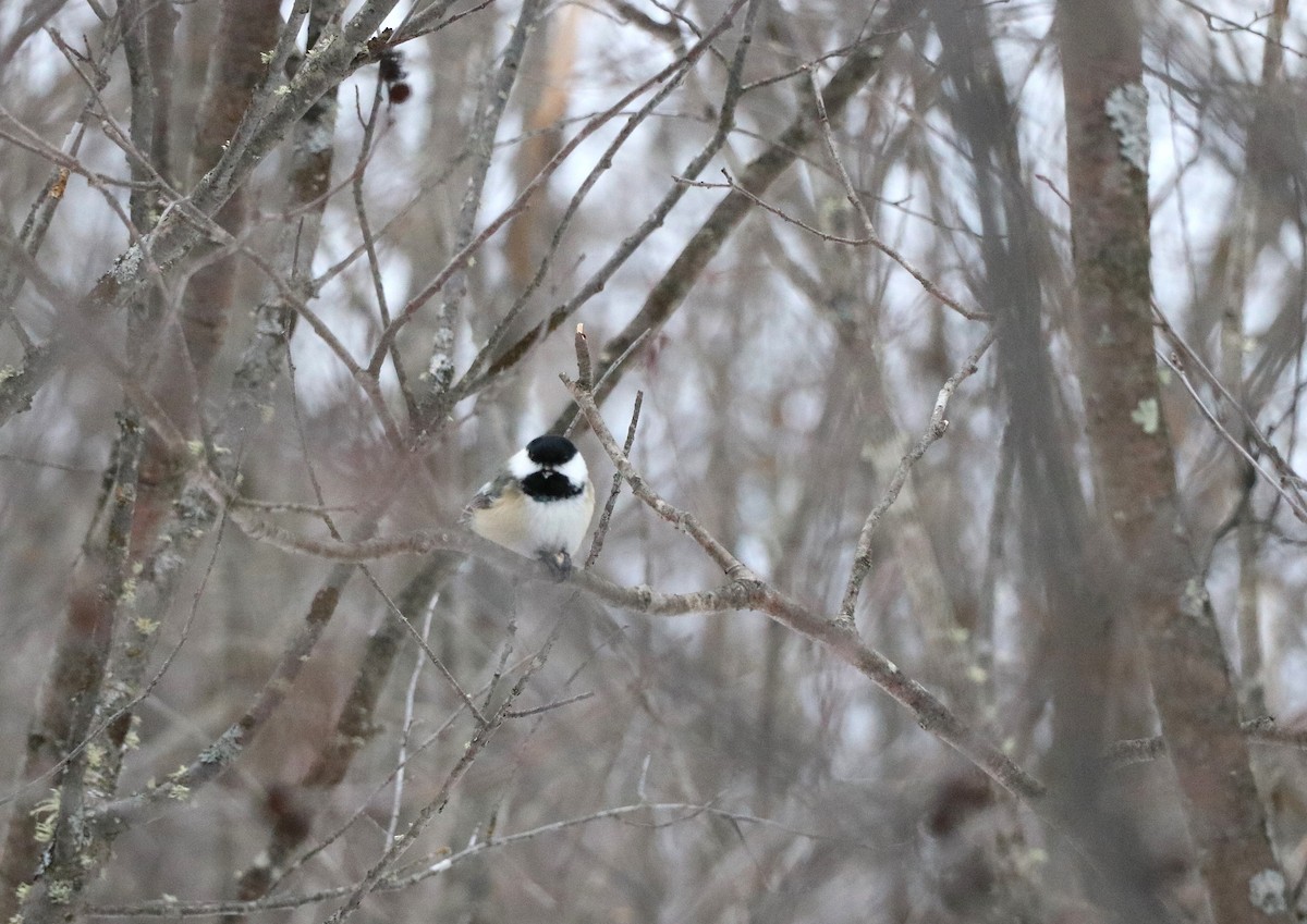 Black-capped Chickadee - ML631228140