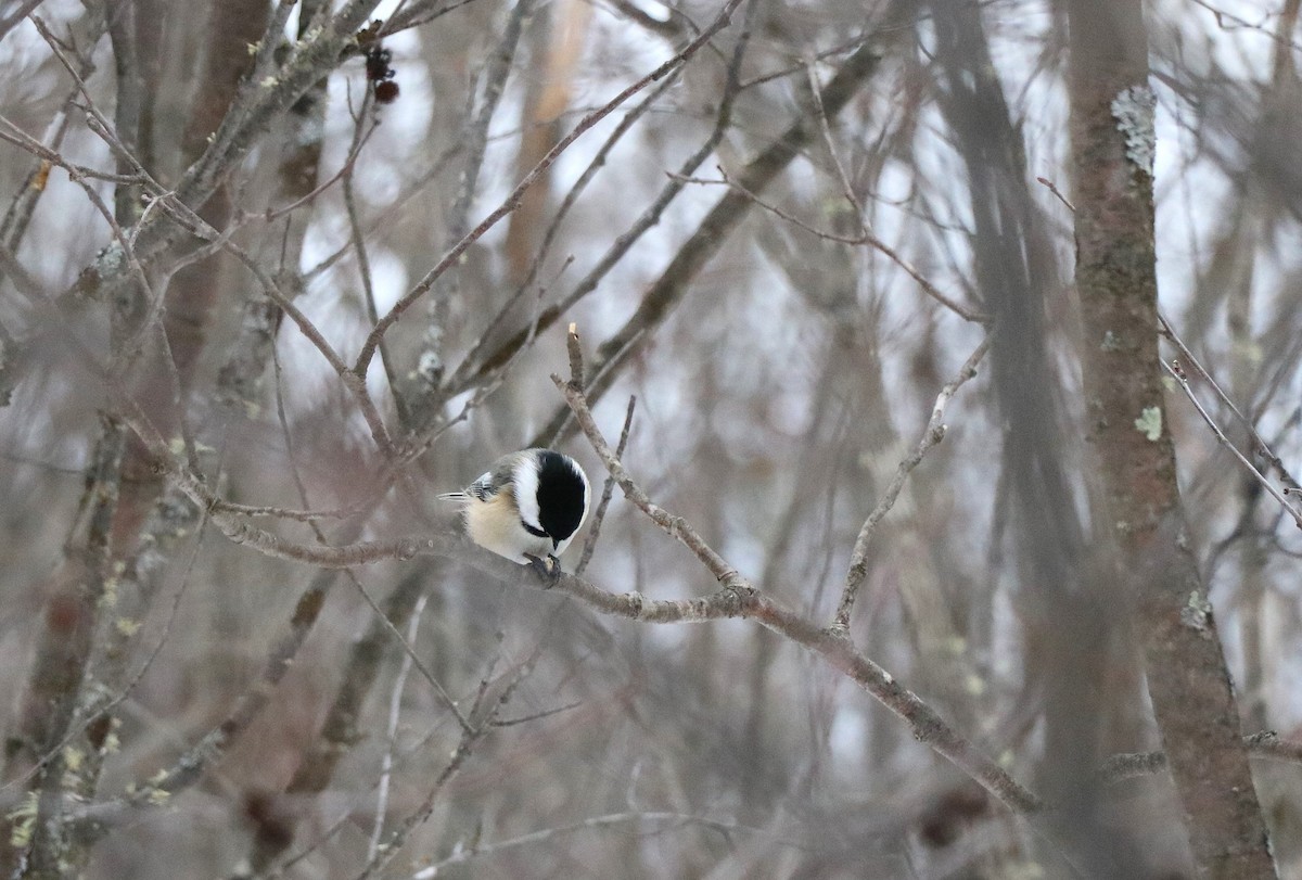 Black-capped Chickadee - ML631228141