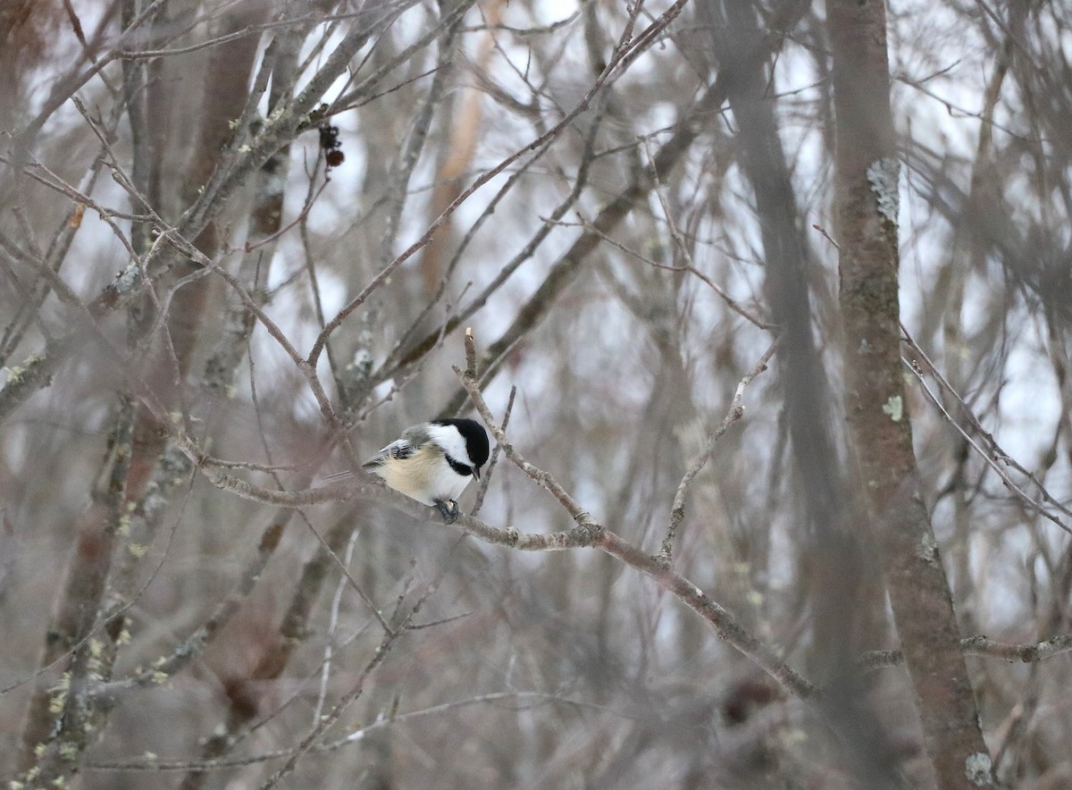 Black-capped Chickadee - ML631228142
