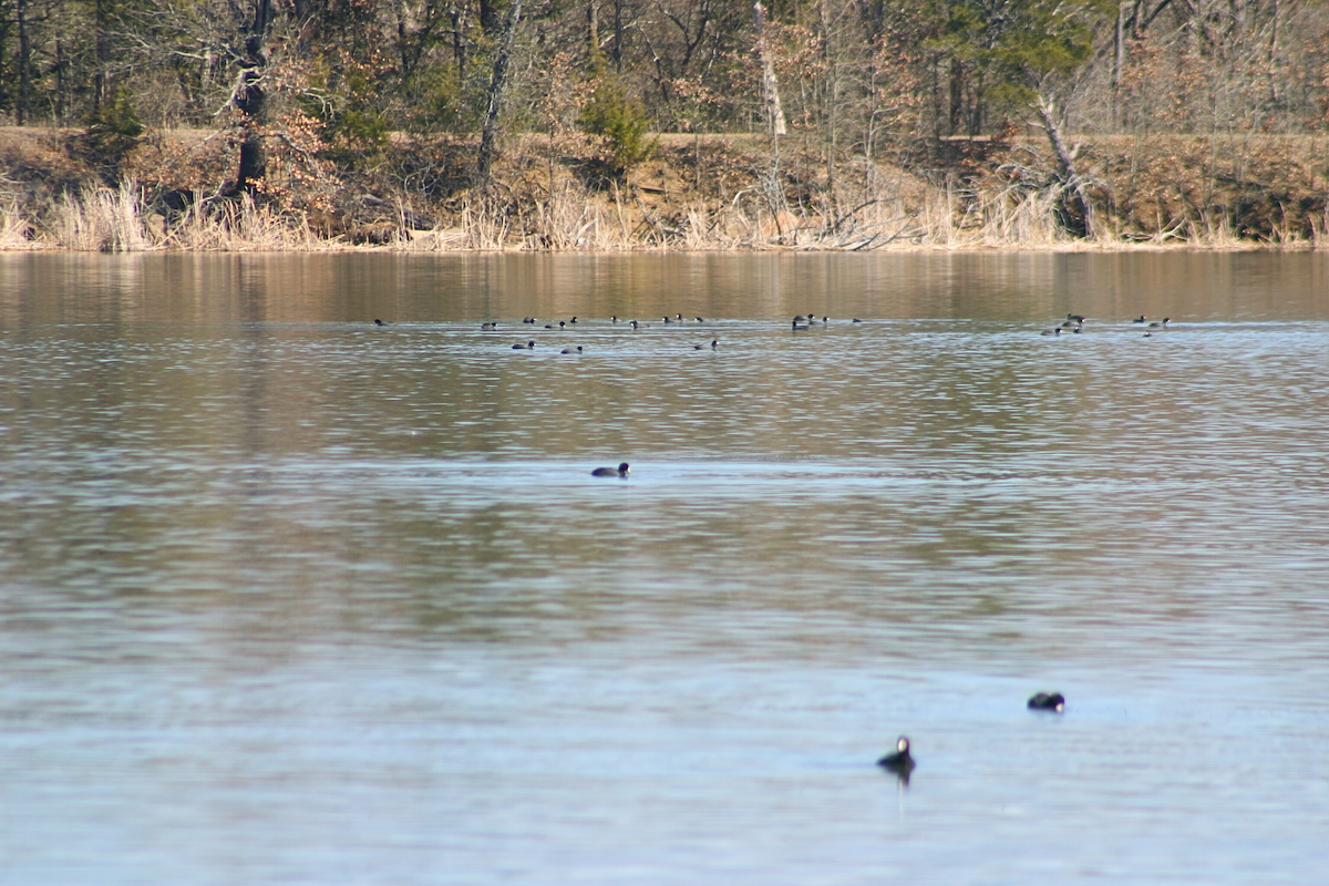 American Coot - ML631228143