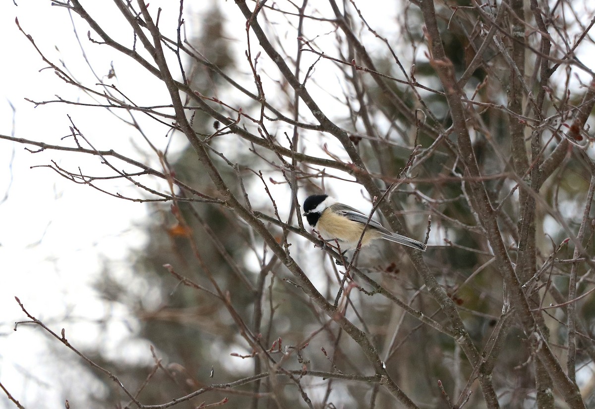 Black-capped Chickadee - ML631228153