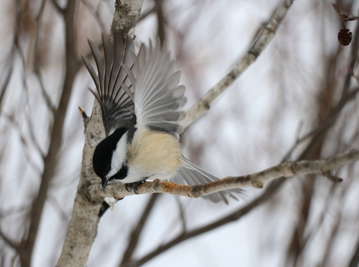 Black-capped Chickadee - ML631228154