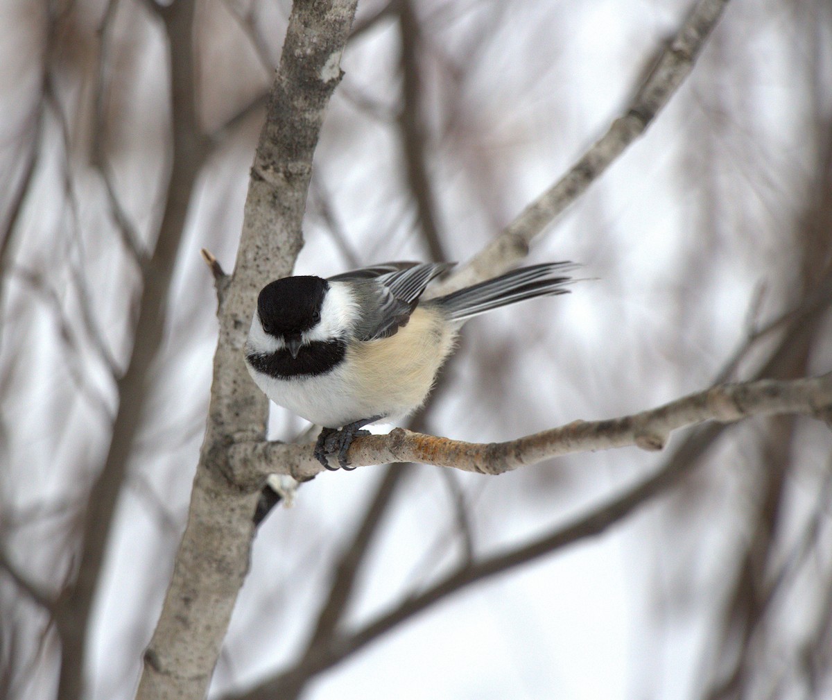 Black-capped Chickadee - ML631228155
