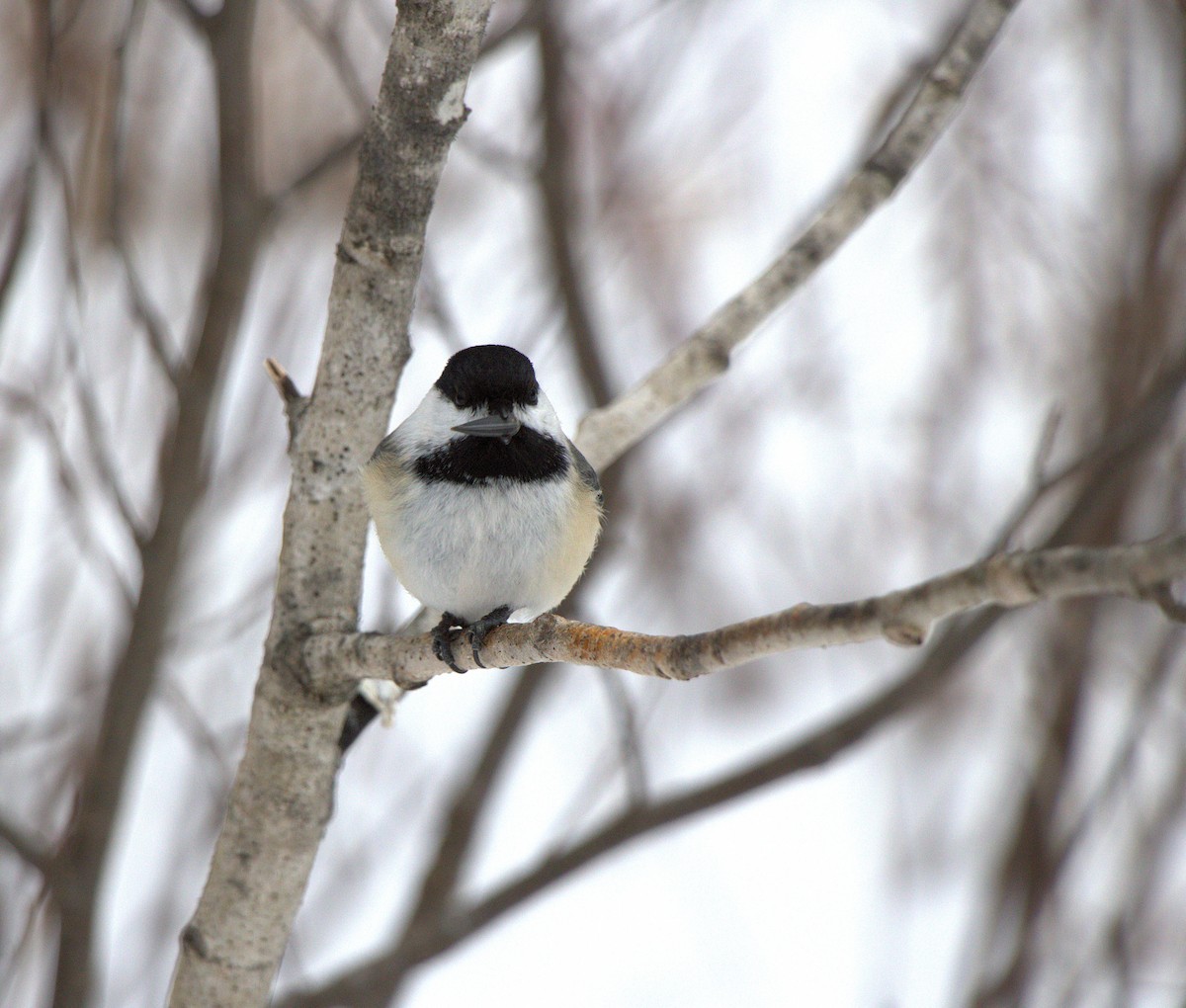 Black-capped Chickadee - ML631228156