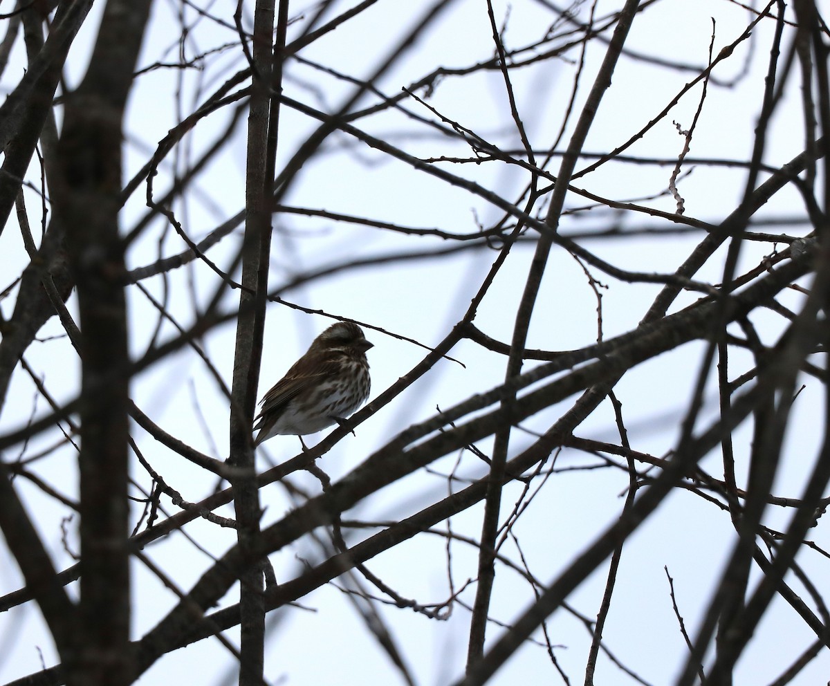 Purple Finch - ML631228161