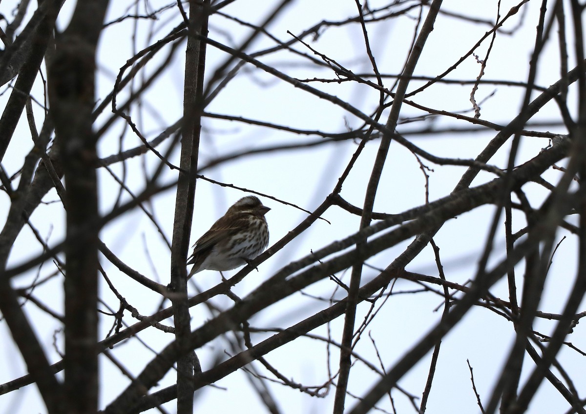 Purple Finch - ML631228162