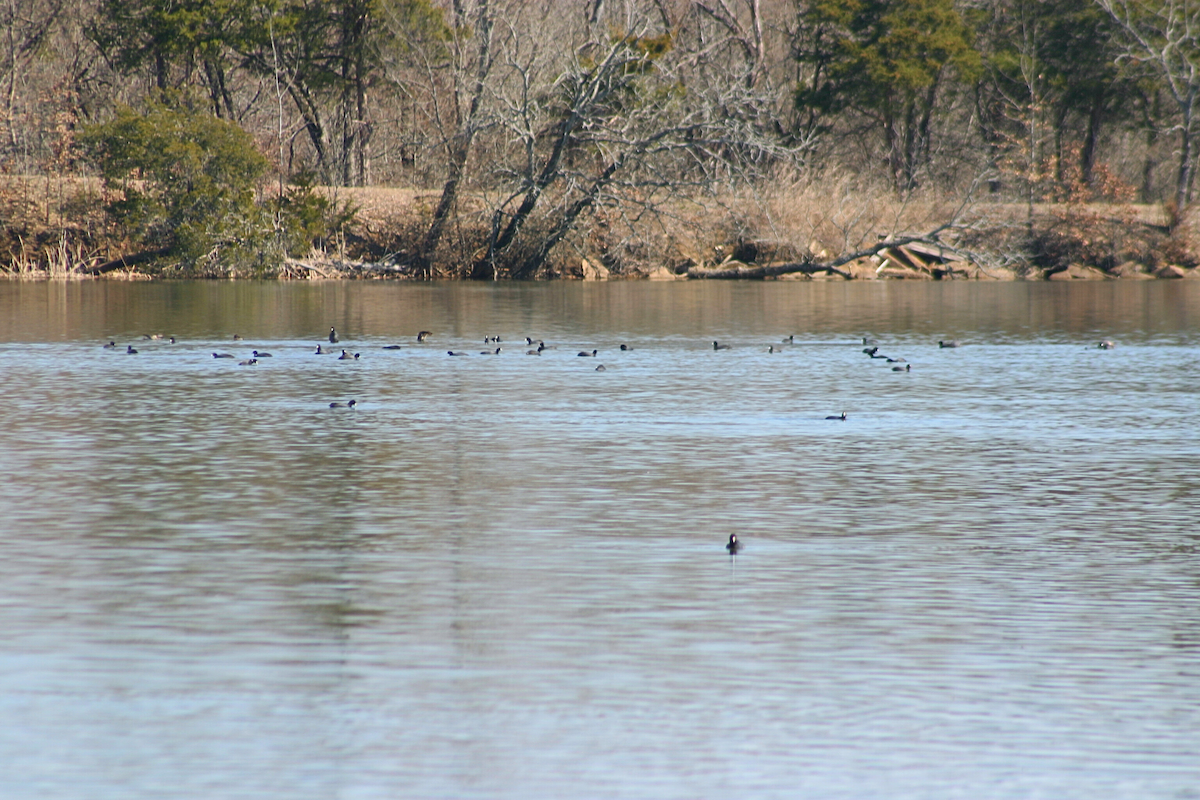American Coot - ML631228170