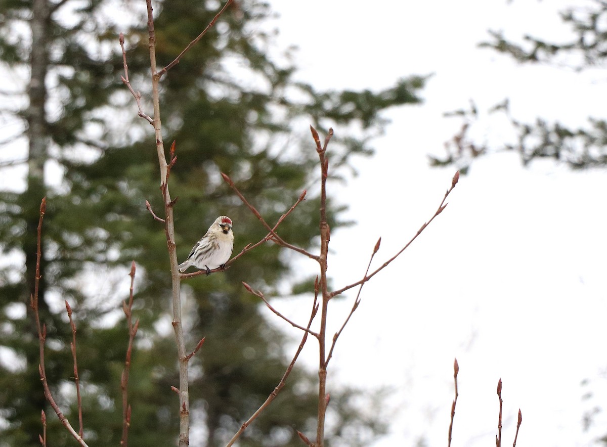 Redpoll - ML631228172