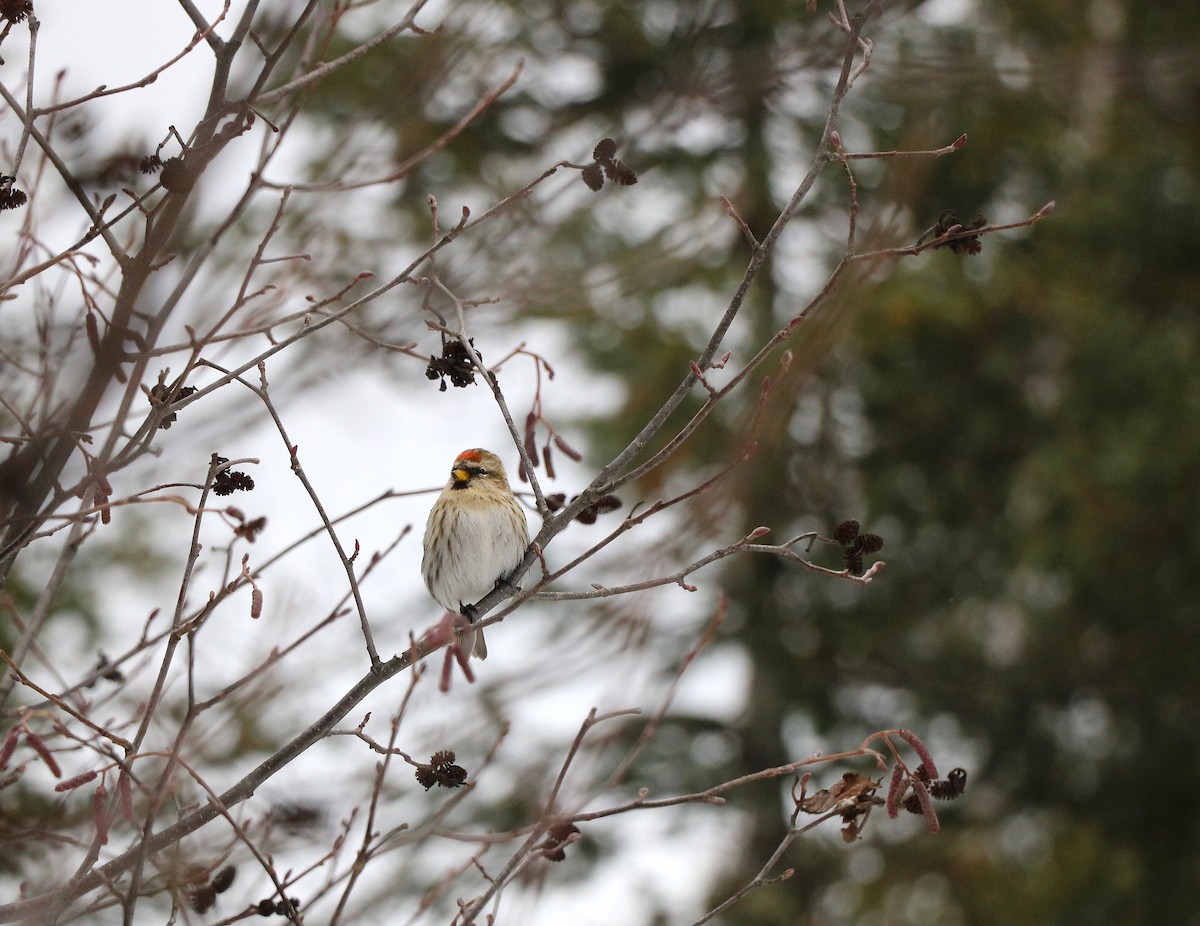 Redpoll - ML631228173