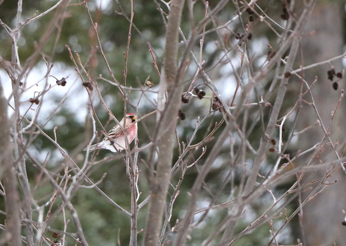Redpoll - ML631228174