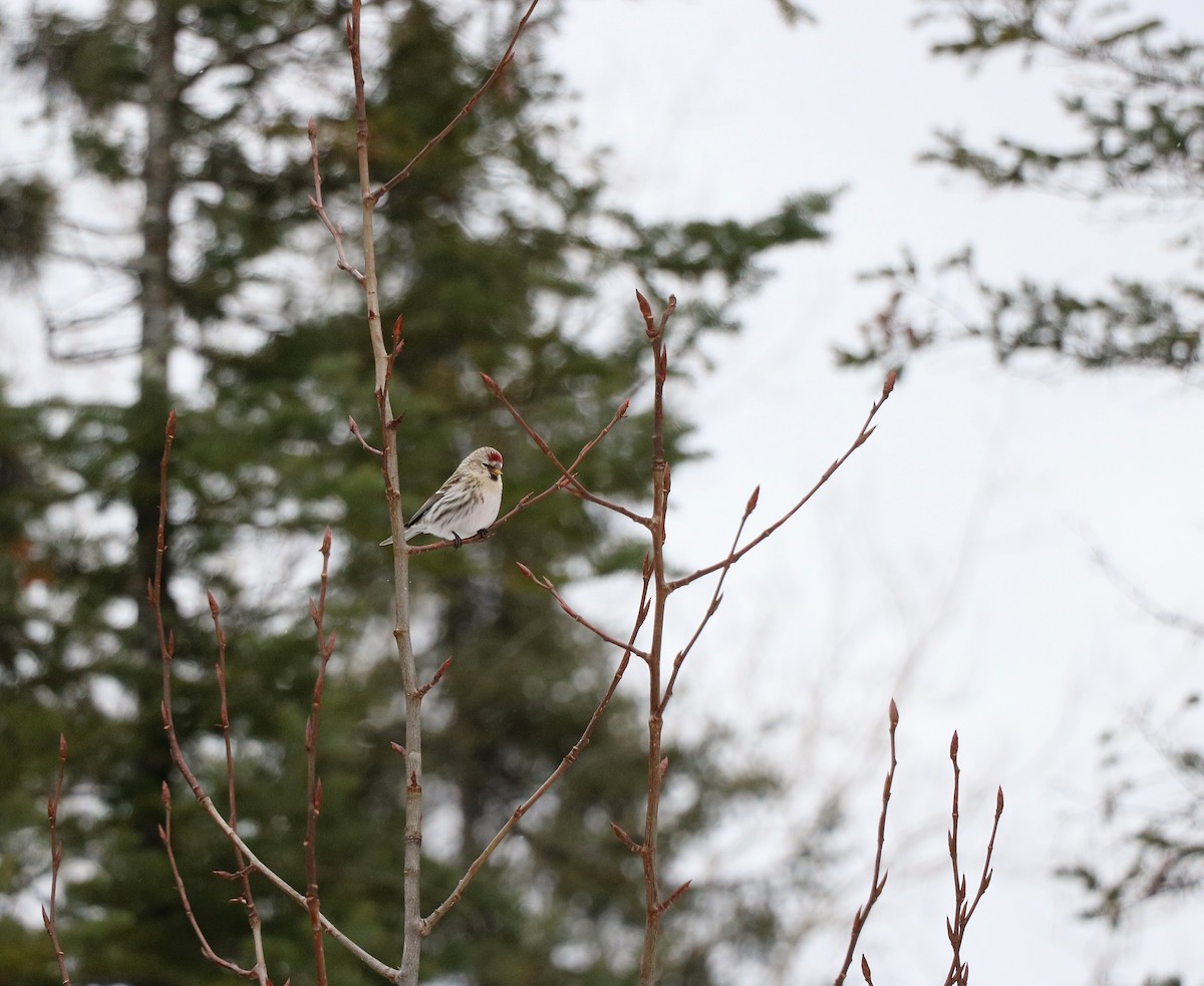 Redpoll - ML631228175