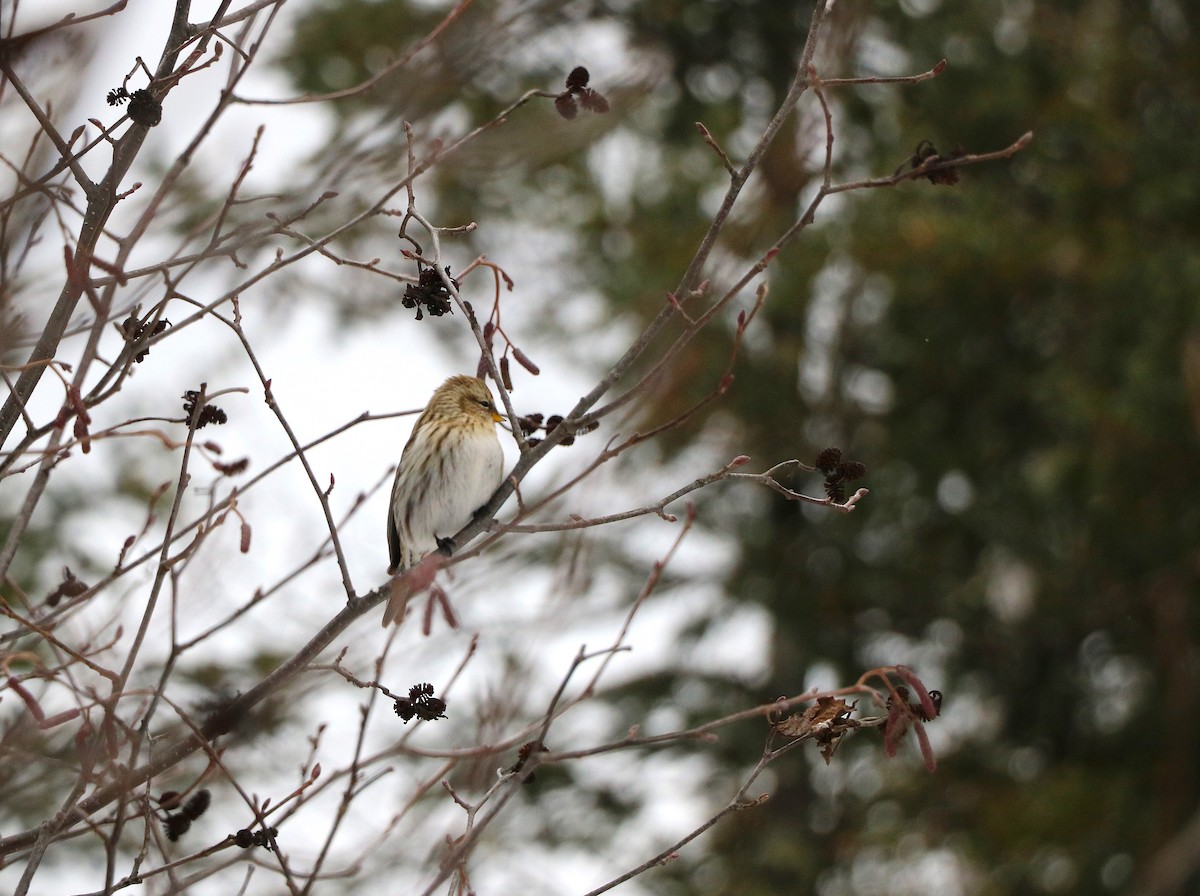 Redpoll - ML631228176