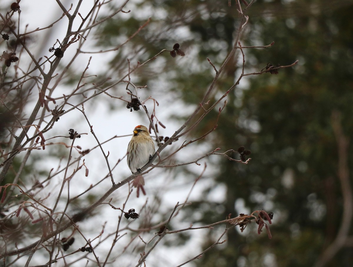 Redpoll - ML631228177