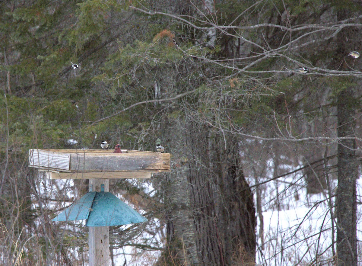 Pine Grosbeak - ML631228232