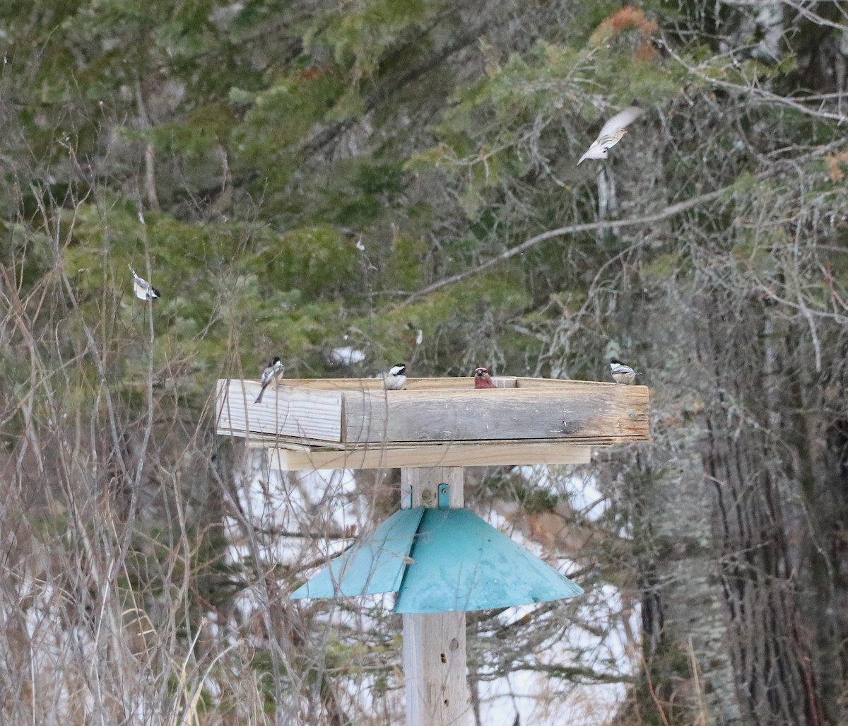 Pine Grosbeak - ML631228233